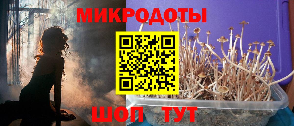 Псилоцибиновые грибы Psilocybe Ивантеевка